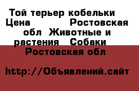 Той терьер кобельки  › Цена ­ 4 500 - Ростовская обл. Животные и растения » Собаки   . Ростовская обл.